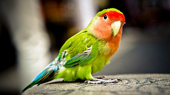 Closeup View Of Red Green Blue Parrot Bird With Short Beak Is Standing On Stone In Blur Background Birds HD wallpaper