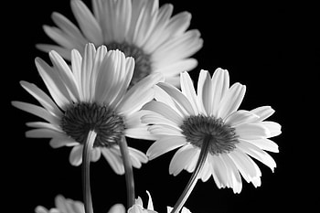 Daisies BW 3050, flowers, daisies HD wallpaper