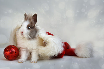 Holidays, New Year, Ball, Rabbit HD wallpaper