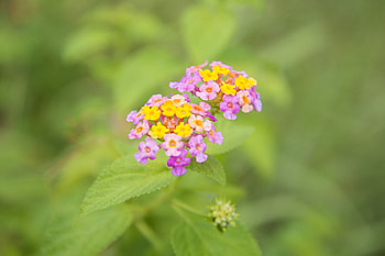 Flowers, Macro, Blur, Smooth, Greens HD wallpaper