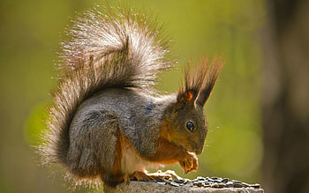 Animals, Squirrel, Sit, Tail, Fur HD wallpaper