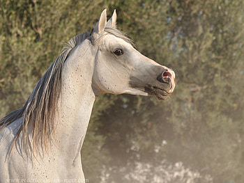 Arabian :), horses HD wallpaper