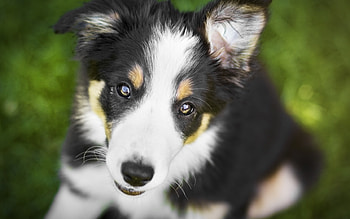 Puppy, dog, animal, white, cute, view from the top, green, border collie, caine HD wallpaper