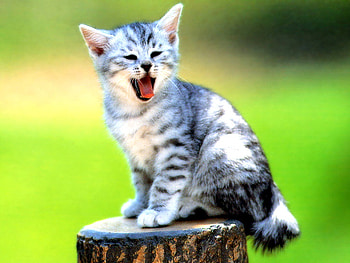 Cat on trunk, animal, kitten, cat, feline, forest HD wallpaper