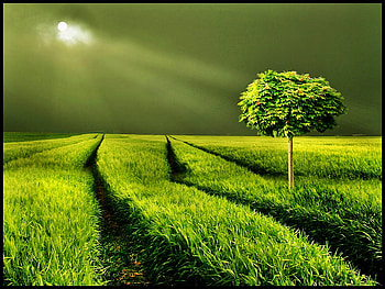 Green Nature, nature, moon, light, green HD wallpaper