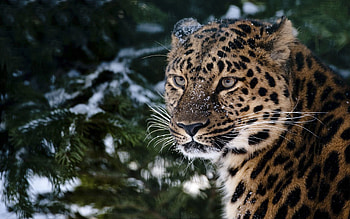 Animals, Snow, Leopard, Muzzle, Sadness, Sorrow, Anger HD wallpaper