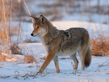 Wolf in Snow, beautiful, wolf, in snow HD wallpaper