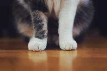 Animals, Cat, Fluffy, Paws HD wallpaper