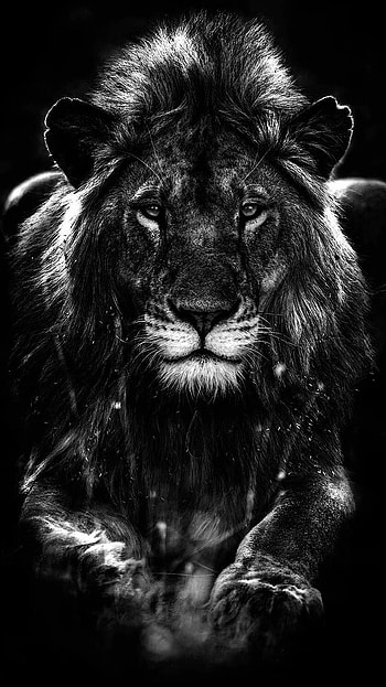 Black Lion, Animal King HD phone wallpaper