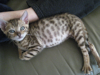 Cute Bengal, kitten, bengal, baby cat HD wallpaper