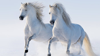 White Twin Horse HD wallpaper