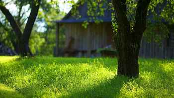 Green grass , Lush scenery, Vibrant nature, Healthy vegetation HD wallpaper