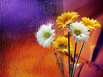 Plants, Flowers HD wallpaper