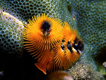 Scarborough-Reef, sea, scarborough, reef, , south-china, beautiful HD wallpaper