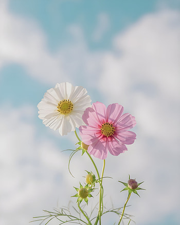 flower, cloud, sky HD phone wallpaper