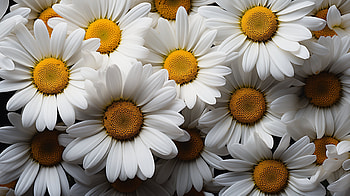 Daisy Flower - Blooming Beauty, flower, nature, daisy HD wallpaper