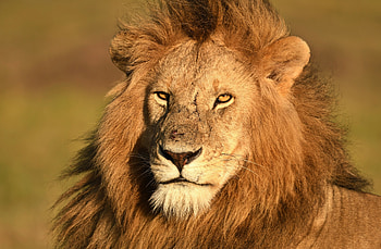 Kenya, Cats, Animal, Lion, Africa, Maasai Mara National Reserve HD wallpaper