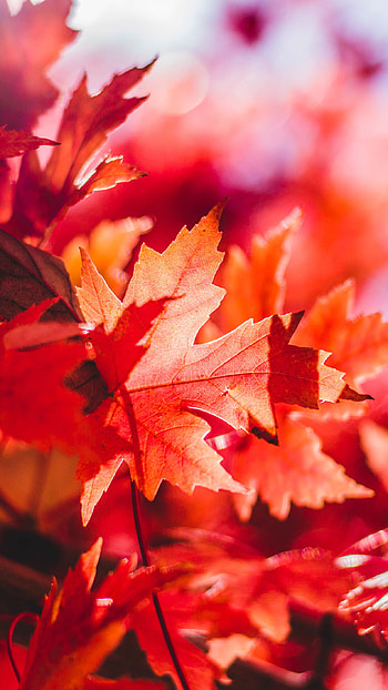 Nature's bounty, Vibrant red, Autumn glory, Floating leaf HD phone wallpaper