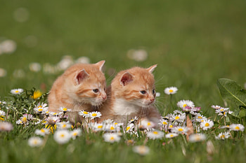 Cats, kitten, kitty, cute, cat, beautiful, paws, sleeping, cat face, pretty, animals, face, lovely, hat HD wallpaper