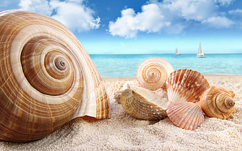 Seashells on the Beach, , Sarah Simpson, Posted By HD wallpaper