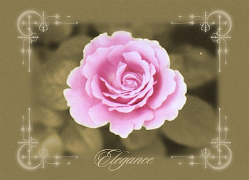 Pink rose, nature, flower HD wallpaper