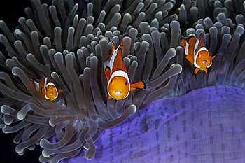 Clownfish, Tongue Tied, Biographic HD wallpaper