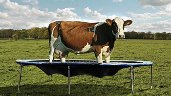 cows, artwork, digital, art HD wallpaper