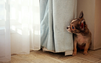 Animals, Dogs HD wallpaper