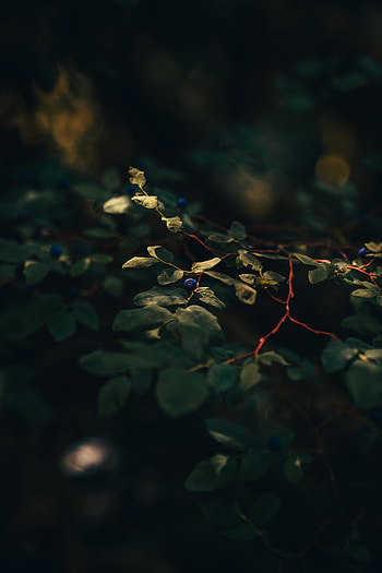 Nature, Leaves, Bilberries, Bush, Macro, Branch, Berry HD phone wallpaper