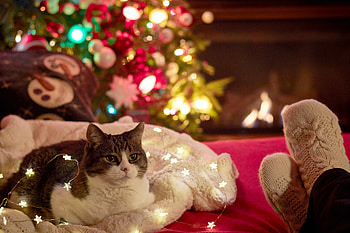 Animals, New Year, Cat, Christmas, Christmas Tree, Garland HD wallpaper