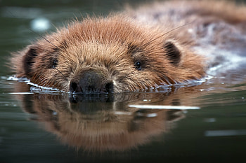 Beaver , Nature backgrounds, Wildlife , Animal HD wallpaper