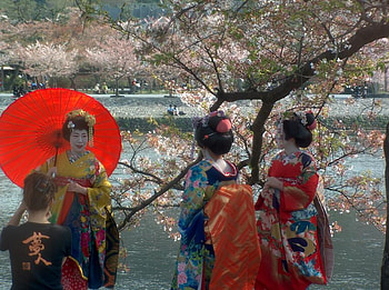 sakura, geisha, spring, japan HD wallpaper
