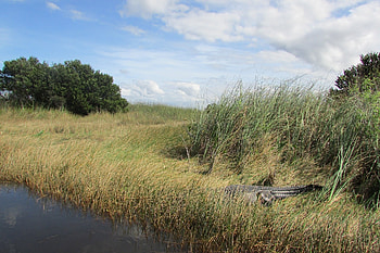 Everglades National Park, Florida paradise, Villas of Paradise, background HD wallpaper