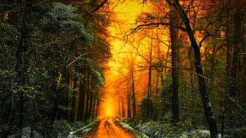 Late Autumn in the Netherlands, road, forest, snow, colors, trees, sky HD wallpaper
