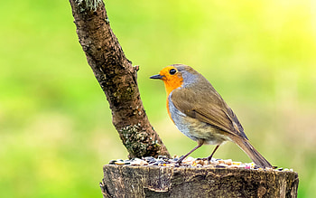 Robin bird kde store, Digital artistry, Vibrant , Avian bliss HD wallpaper