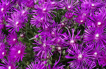 Flowers, Lilac, Flower Bed, Flowerbed, Purple, Aptenias, Apthenia HD wallpaper