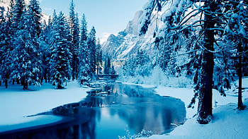 Snowy winter forest HD wallpaper