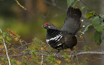 Animals, Bird, Wood, Tree, Branch, Canadian Grouse, Canadian Savage HD wallpaper