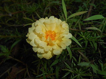 yellow, yellow flower, beautiful, flower HD wallpaper