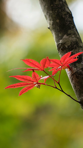 U leaf , Ultra-high resolution HD phone wallpaper