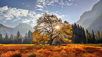Yosemite National Park, California, leaves, peaks, fall, landscape, autumn, trees, colors, usa HD wallpaper