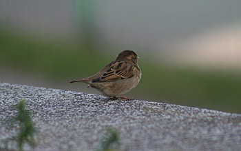 Animals, Feather, Bird, Sit, Sparrow, Color HD wallpaper
