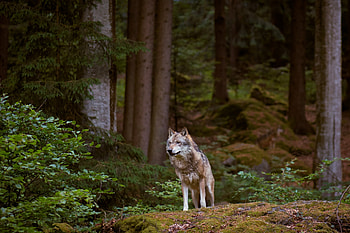 Lonewolf, animal, woompaw, tail HD wallpaper