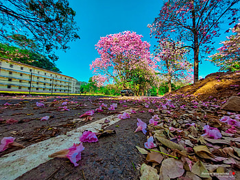 Flower lane, sky, nature HD wallpaper