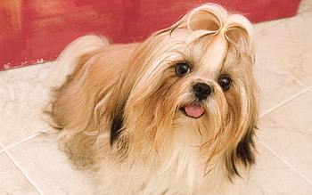 My graphy, sweet, animal, dog, maltese, puppy HD wallpaper