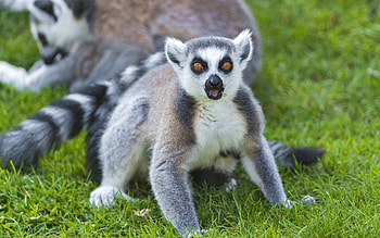 Animals, Grass, Lemurs, Family HD wallpaper