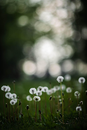 Plants, Nature, Grass, Dandelions, Field HD phone wallpaper
