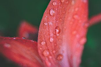 Petals, flower, close up, drops HD wallpaper