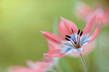 Tulip, pink, flower, green, lalea, macro HD wallpaper