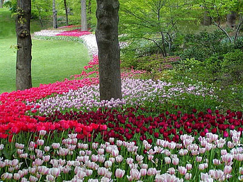 A Row of Tulips, trees, white, tulips, red HD wallpaper